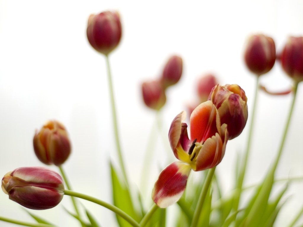 Обои цветы, бутоны, лепестки, весна, тюльпаны, стебли, flowers, buds, petals, spring, tulips, stems разрешение 3872x2592 Загрузить