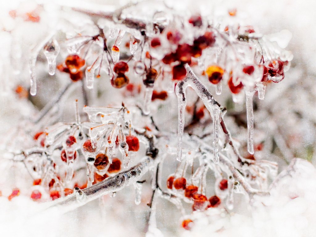 Обои природа, лёд, ягоды, nature, ice, berries разрешение 2560x1707 Загрузить