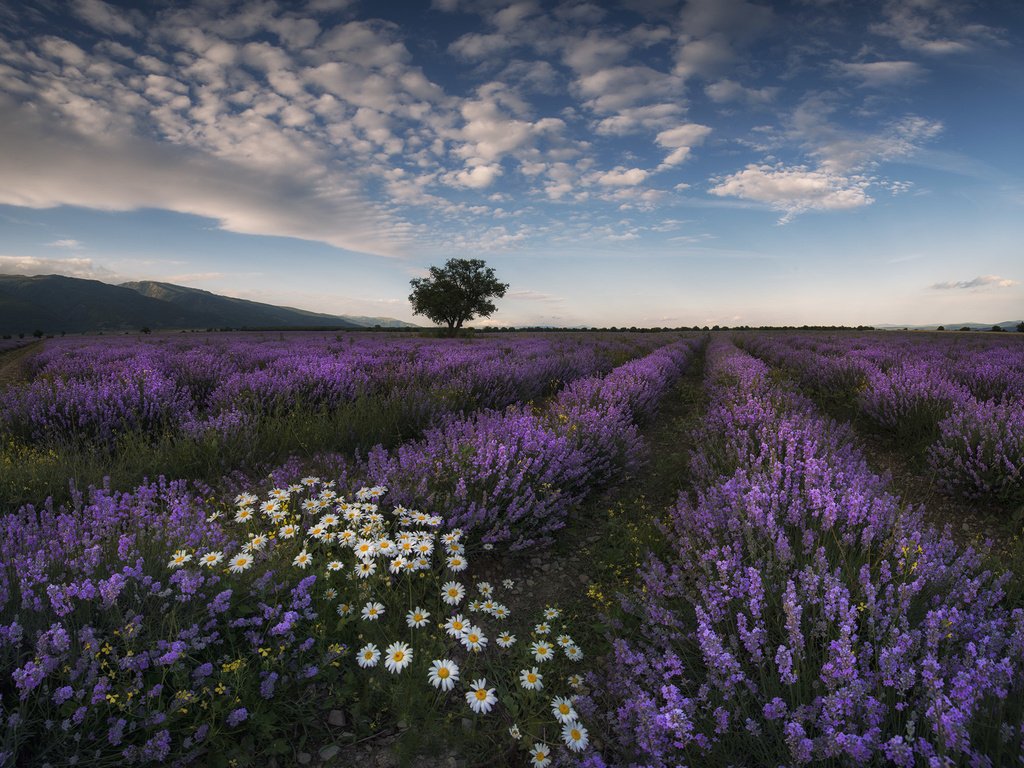 Обои цветы, природа, поле, лаванда, лето, луг, ромашки, flowers, nature, field, lavender, summer, meadow, chamomile разрешение 2048x1566 Загрузить