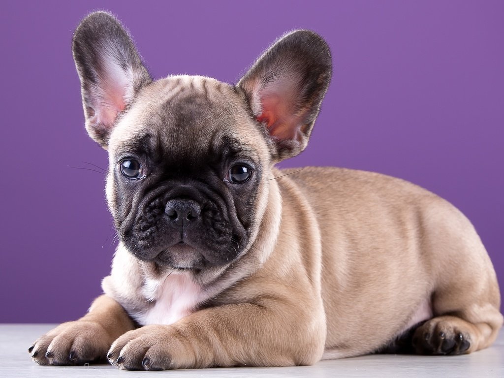 Обои щенок, порода, милый, французский бульдог, puppy, breed, cute, french bulldog разрешение 3000x1959 Загрузить