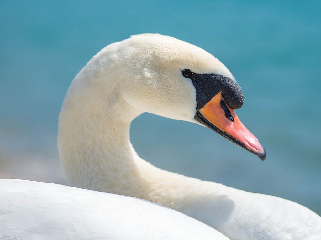 Обои фон, птица, клюв, лебедь, background, bird, beak, swan разрешение 2048x1280 Загрузить