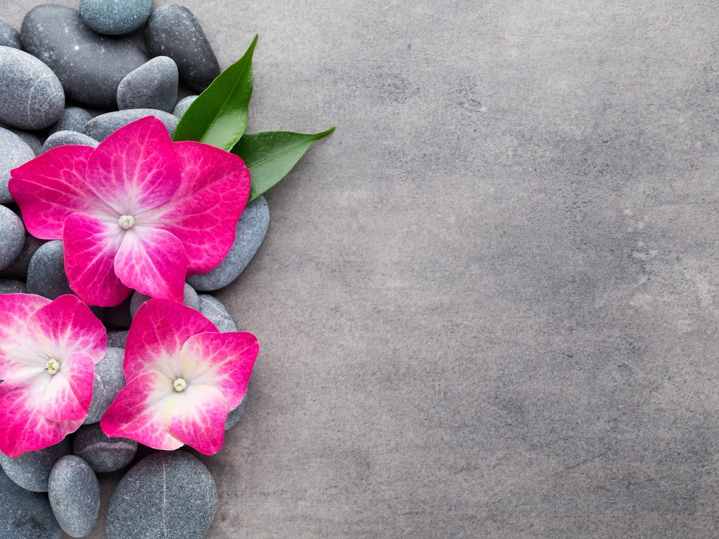 Обои цветы, камни, спа, дзен, цветком, орхидею, булыжники, flowers, stones, spa, zen, flower, orchid разрешение 5472x3648 Загрузить