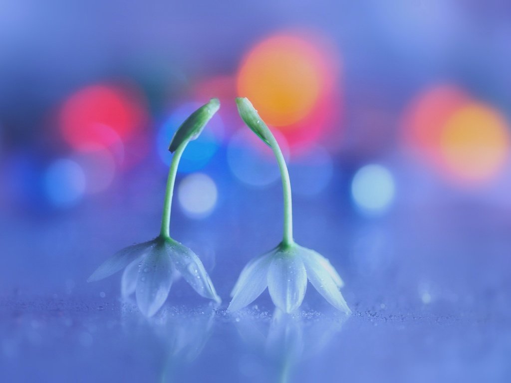 Обои цветы, макро, белые, боке, flowers, macro, white, bokeh разрешение 2048x1362 Загрузить