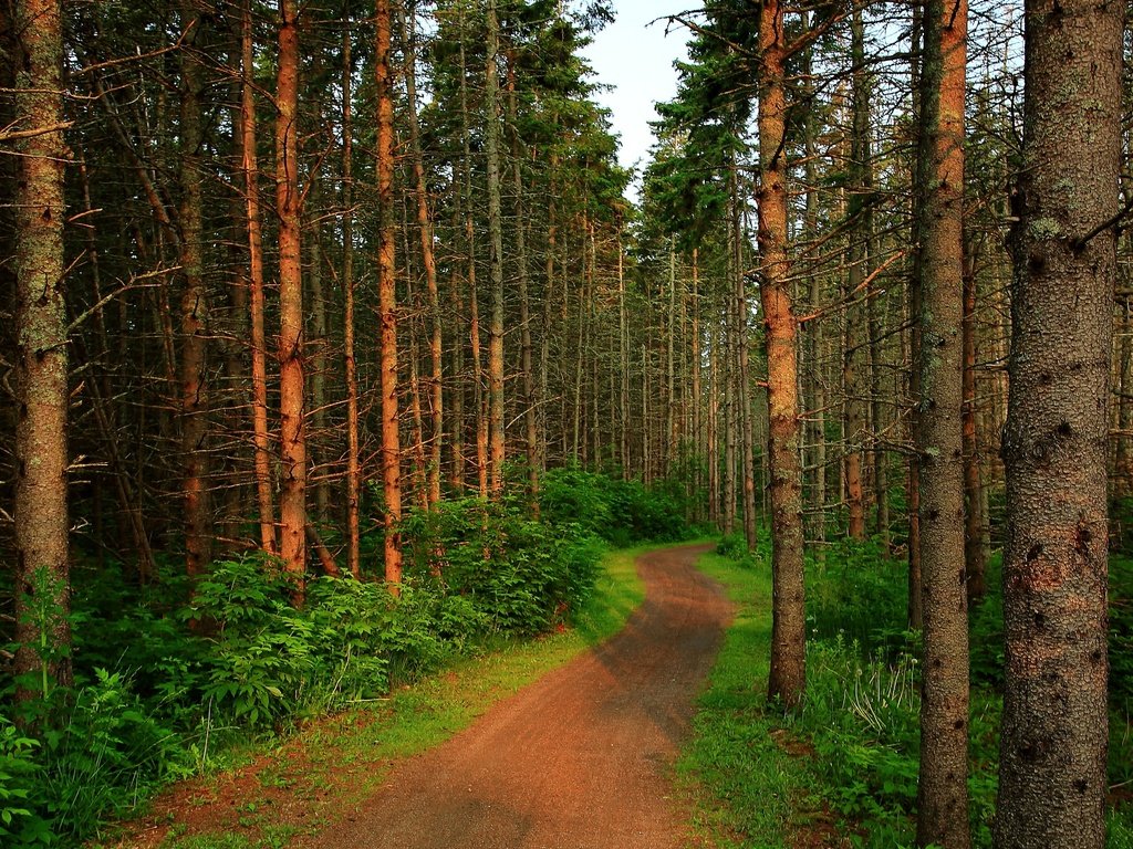 Обои деревья, лес, тропинка, деревь, на природе, trees, forest, path, nature разрешение 3840x3834 Загрузить