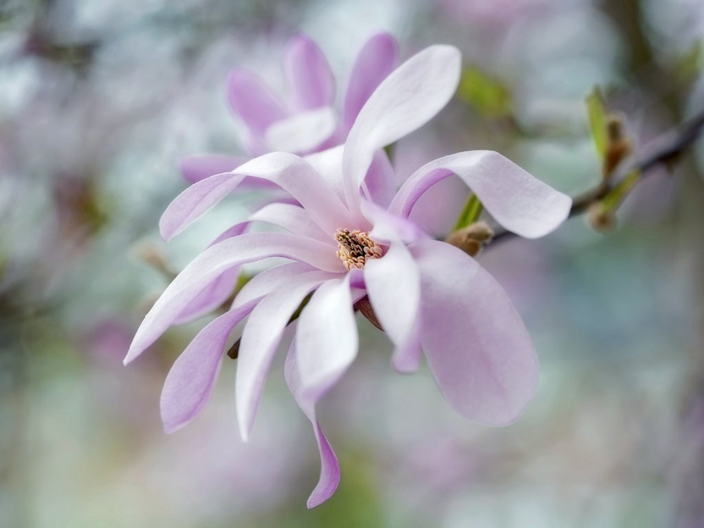 Обои цветы, лепестки, весна, розовый, нежность, боке, магнолия, flowers, petals, spring, pink, tenderness, bokeh, magnolia разрешение 2048x1365 Загрузить