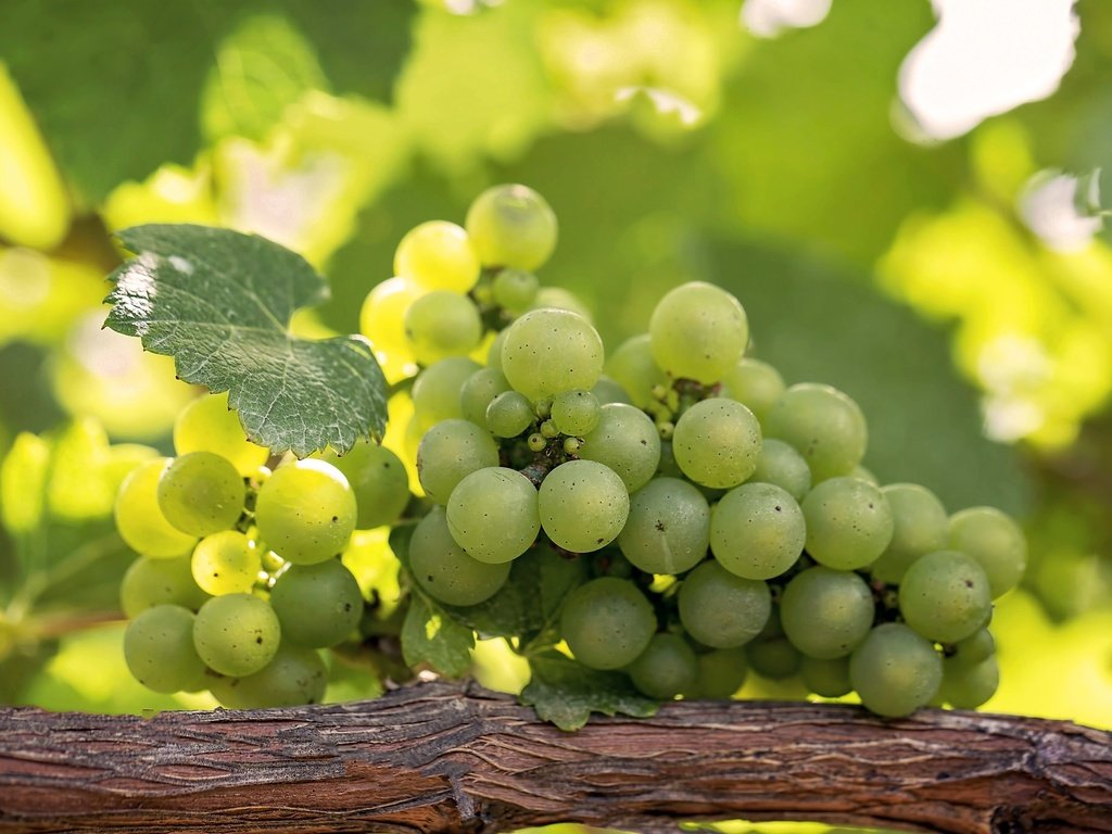 Обои зелёный, виноград, лоза, гроздь, green, grapes, vine, bunch разрешение 2048x1365 Загрузить