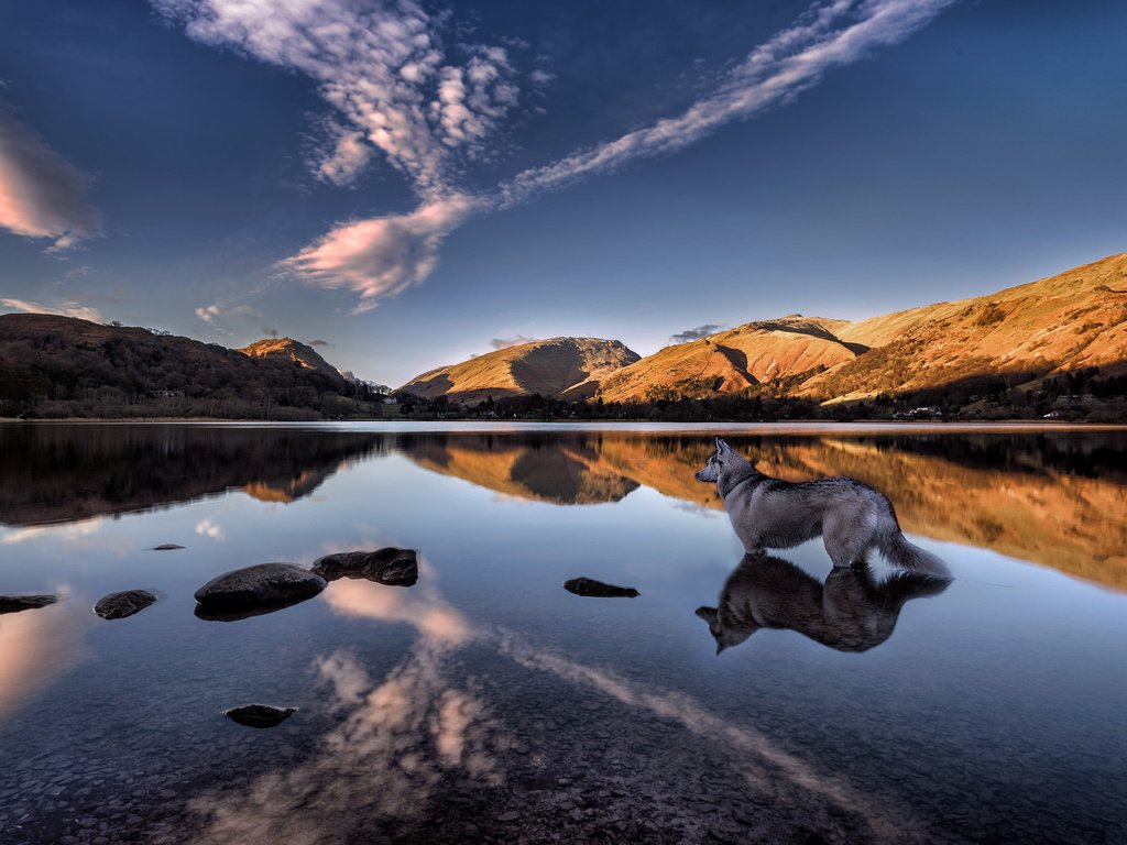 Обои озеро, grasmere lake, горы, отражение, собака, англия, хаски, озеро грасмир, камбрия, lake, mountains, reflection, dog, england, husky, lake grasmere, cumbria разрешение 2048x1366 Загрузить