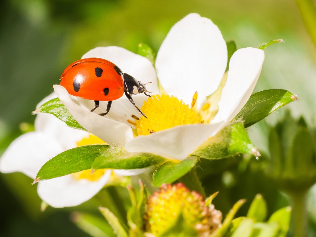 Обои жук, макро, насекомое, цветок, клубника, божья коровка, beetle, macro, insect, flower, strawberry, ladybug разрешение 3785x2514 Загрузить