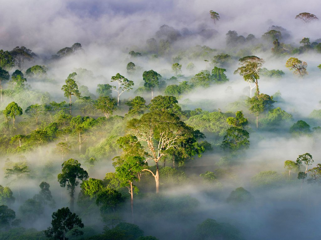 Обои деревья, лес, туман, малайзия, штат сабах, trees, forest, fog, malaysia, sabah разрешение 1920x1200 Загрузить