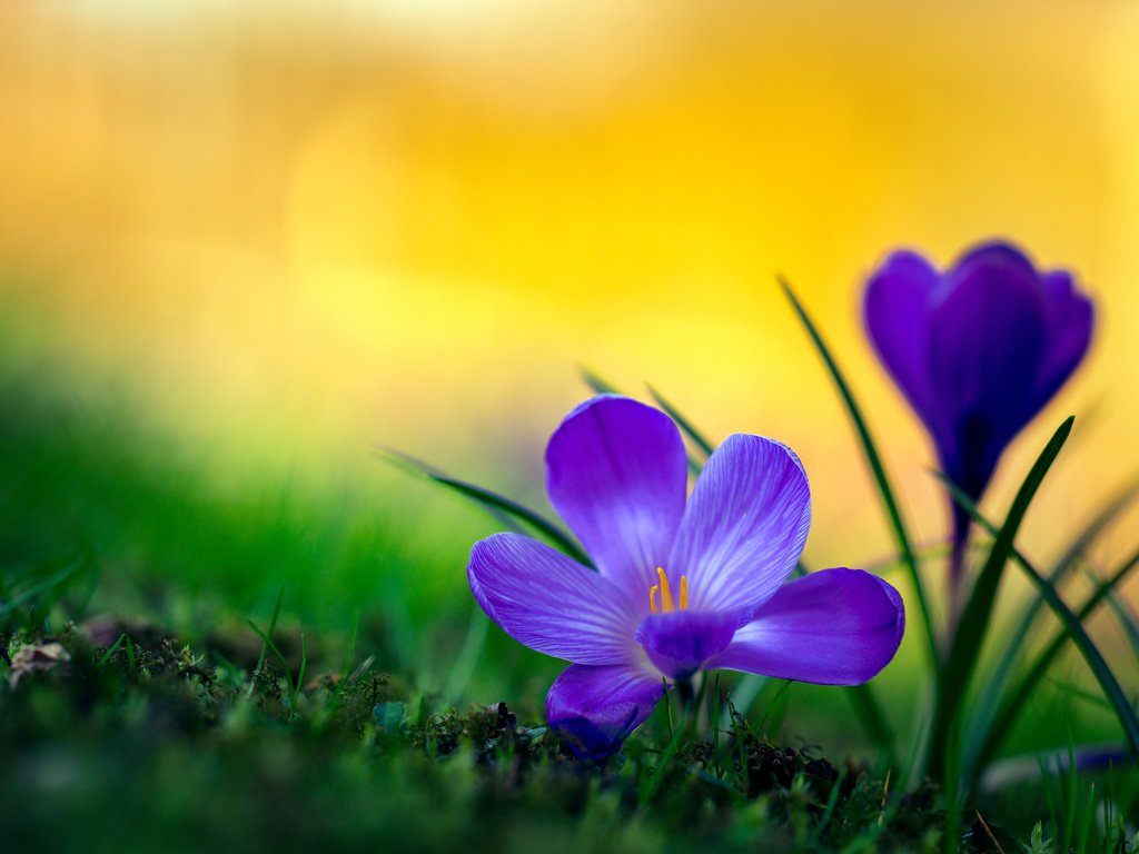 Обои макро, крокусы, боке, macro, crocuses, bokeh разрешение 4000x2667 Загрузить