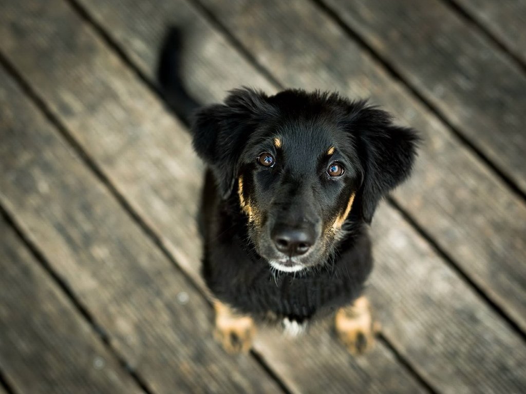 Обои мордочка, взгляд, собака, друг, лапки, деревянный пол, muzzle, look, dog, each, legs, wood floor разрешение 2047x1269 Загрузить