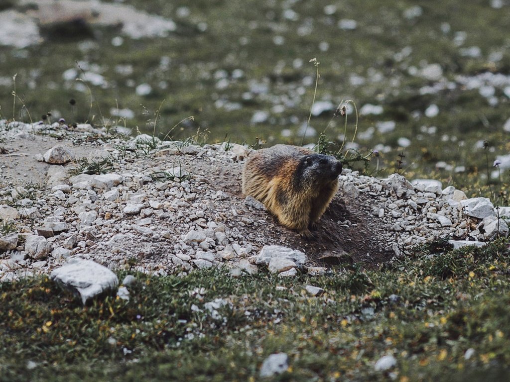 Обои животное, сурок, грызун, animal, marmot, rodent разрешение 1920x1080 Загрузить