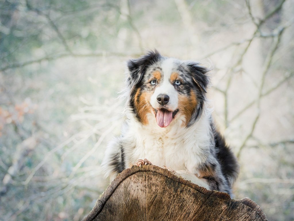 Обои взгляд, собака, язык, бревно, австралийская овчарка, аусси, look, dog, language, log, australian shepherd, aussie разрешение 2000x1277 Загрузить