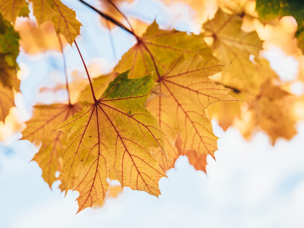 Обои листья, осень, клен, кленовый лист, желтые, осенние листья, leaves, autumn, maple, maple leaf, yellow, autumn leaves разрешение 2048x1534 Загрузить