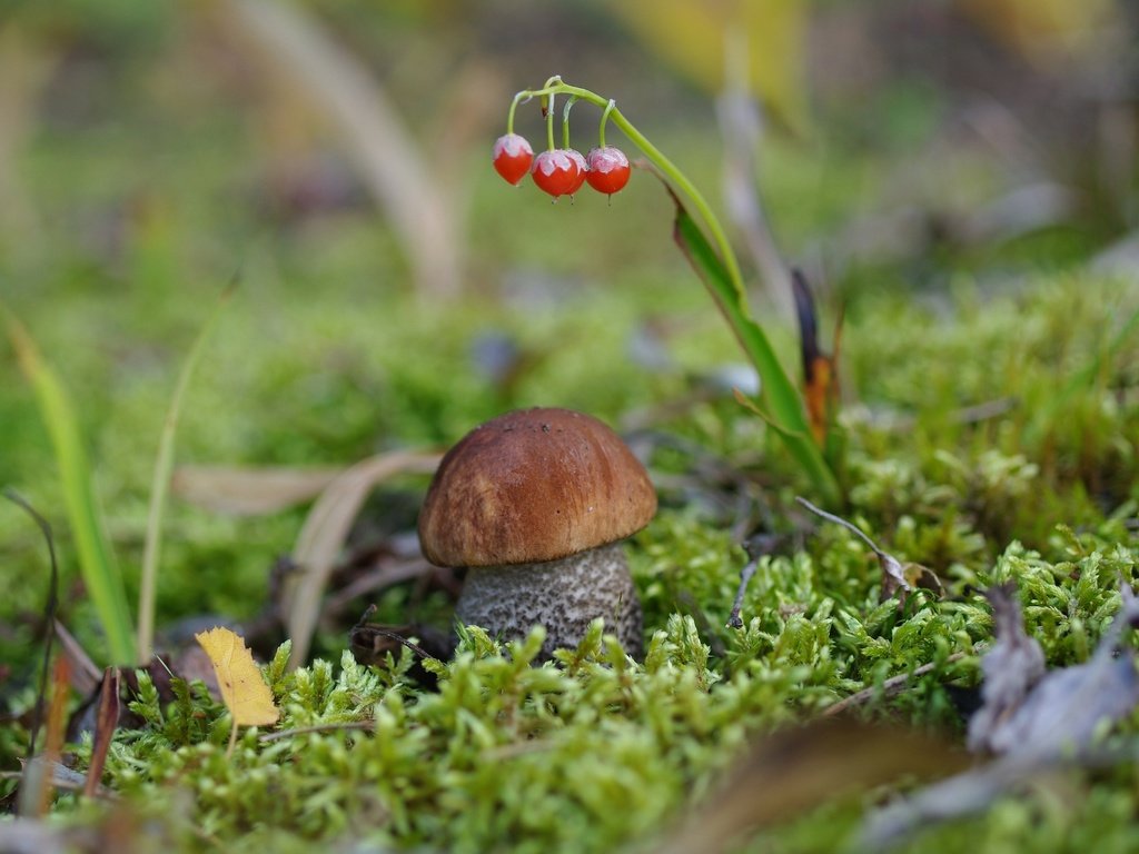 Обои гриб, мох, боровик, крепыш, mushroom, moss, borovik, burly разрешение 2232x1484 Загрузить