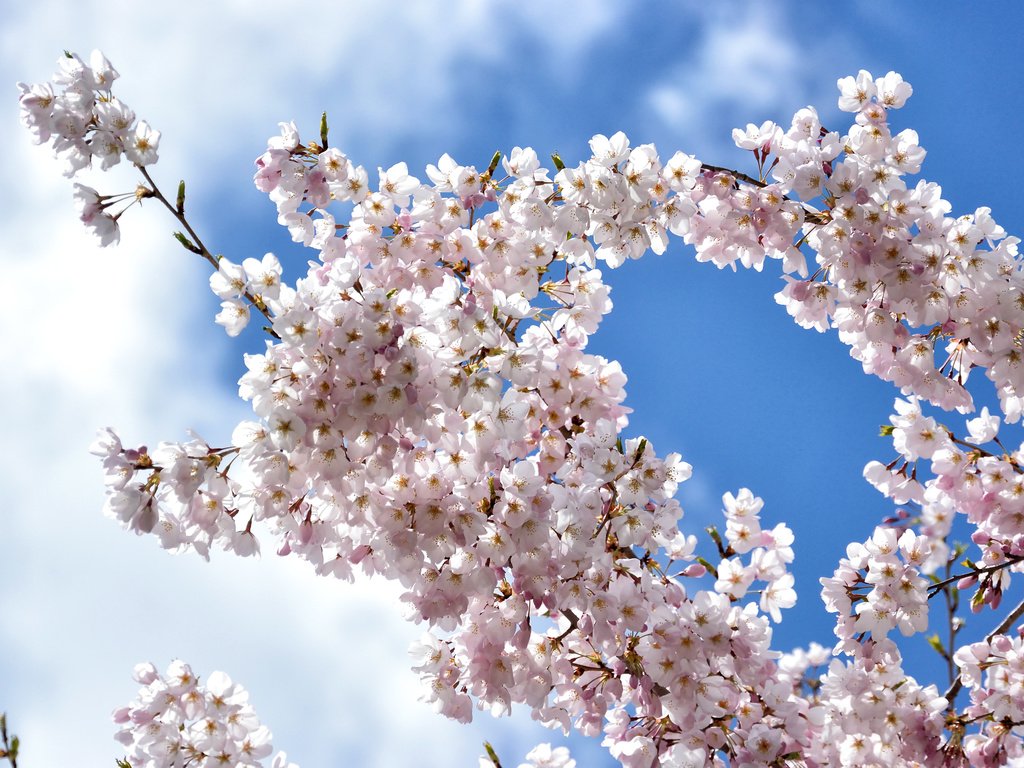 Обои небо, облака, цветение, ветки, весна, вишня, сакура, the sky, clouds, flowering, branches, spring, cherry, sakura разрешение 2400x1600 Загрузить