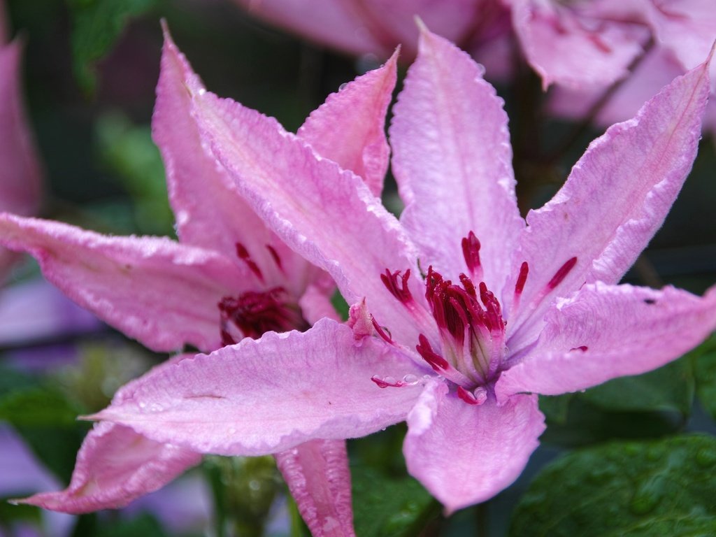 Обои макро, капли, розовый, клематис, macro, drops, pink, clematis разрешение 2048x1365 Загрузить