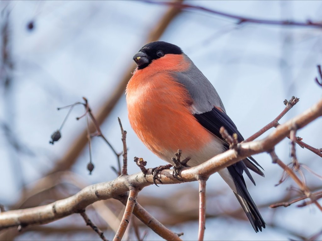 Обои ветка, птица, клюв, перья, снегирь, branch, bird, beak, feathers, bullfinch разрешение 2400x1600 Загрузить