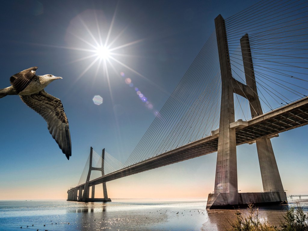 Обои мост, чайка, птица, португалия, лиссабон, bridge, seagull, bird, portugal, lisbon разрешение 2048x1272 Загрузить