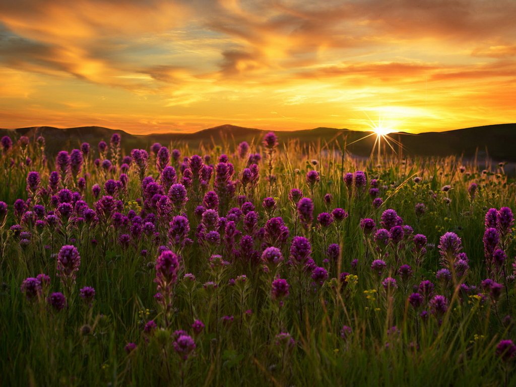 Обои цветы, закат, поле, flowers, sunset, field разрешение 1920x1231 Загрузить