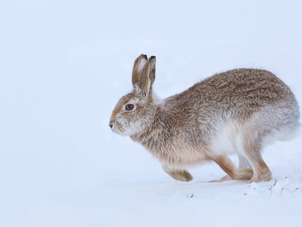 Обои снег, природа, зима, ушки, заяц, snow, nature, winter, ears, hare разрешение 2048x1301 Загрузить