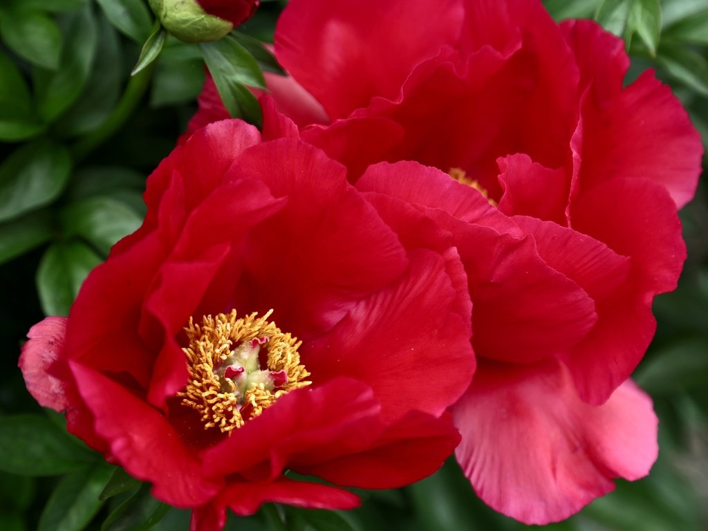 Обои макро, красный, пионы, macro, red, peonies разрешение 3000x2000 Загрузить