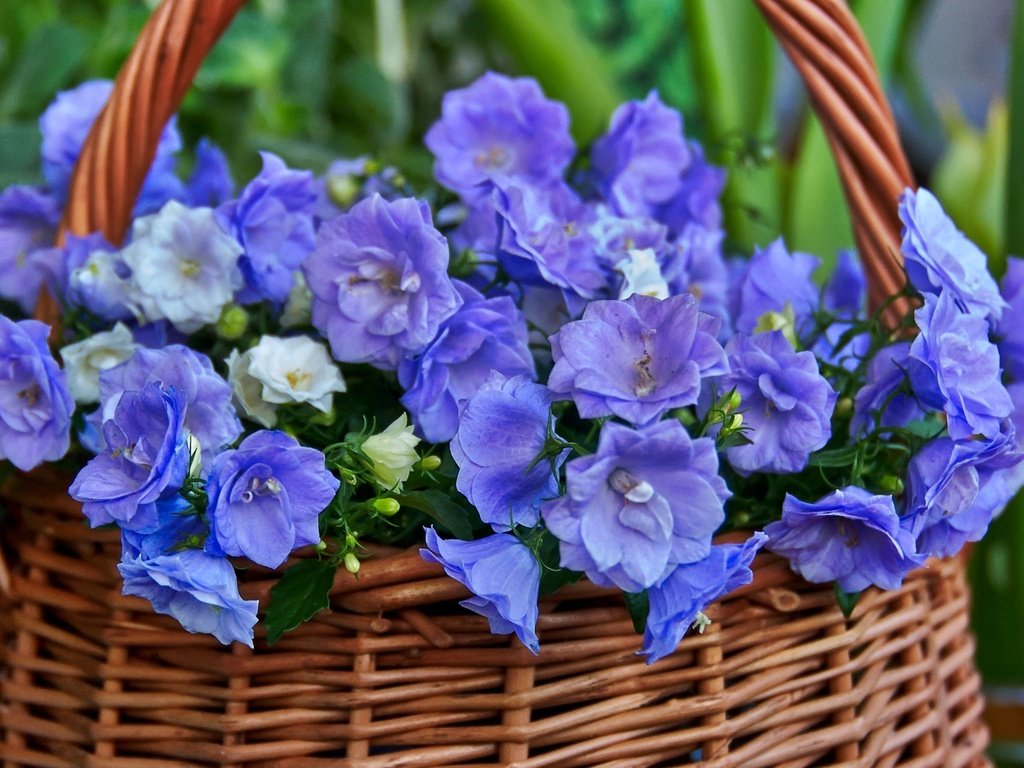 Обои цветы, корзина, колокольчики, охапка, flowers, basket, bells, bunch разрешение 1920x1271 Загрузить