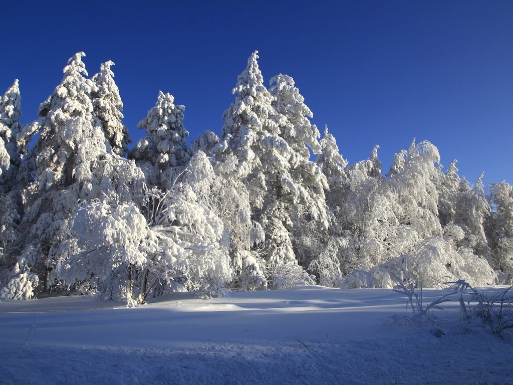 Обои деревья, снег, зима, сказка, trees, snow, winter, tale разрешение 2400x1600 Загрузить