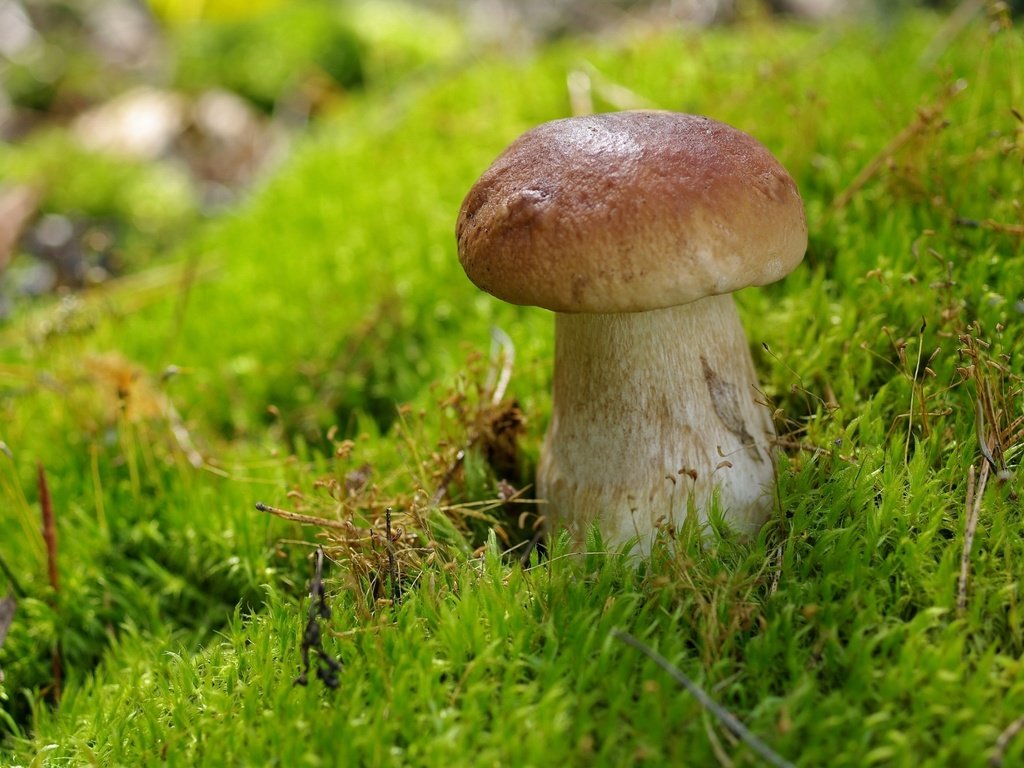 Обои гриб, мох, белый гриб, mushroom, moss, white mushroom разрешение 2000x1330 Загрузить