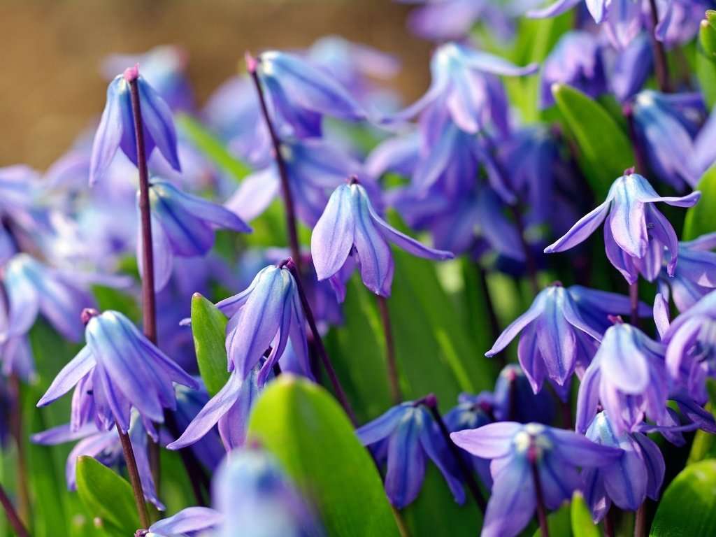 Обои цветы, макро, голубой, весна, первоцвет, пролеска, пролески, flowers, macro, blue, spring, primrose, scilla разрешение 2232x1484 Загрузить