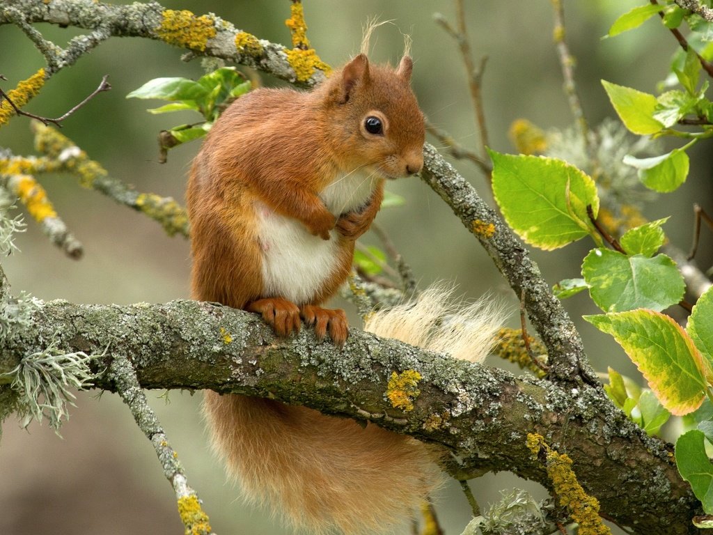 Обои листья, ветки, рыжая, белка, зверек, белочка, leaves, branches, red, protein, animal, squirrel разрешение 2048x1416 Загрузить