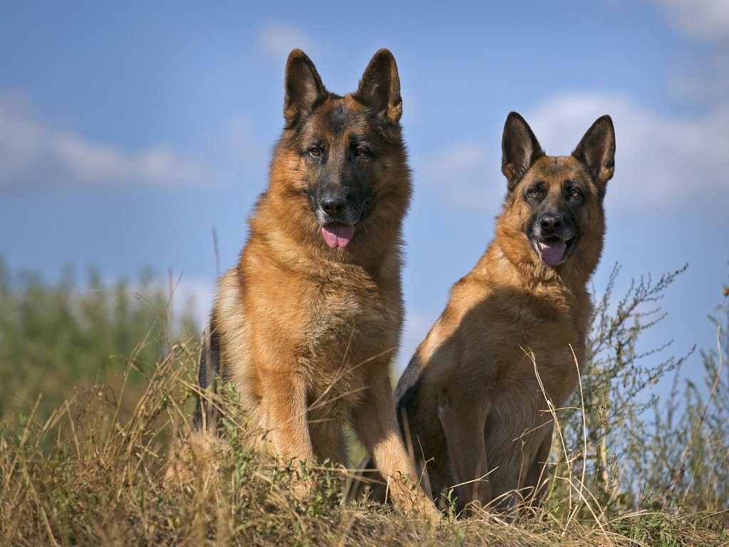 Обои порода, немецкая овчарка, дуэт, овчарки, умные, breed, german shepherd, duo, shepherd, smart разрешение 2100x1337 Загрузить