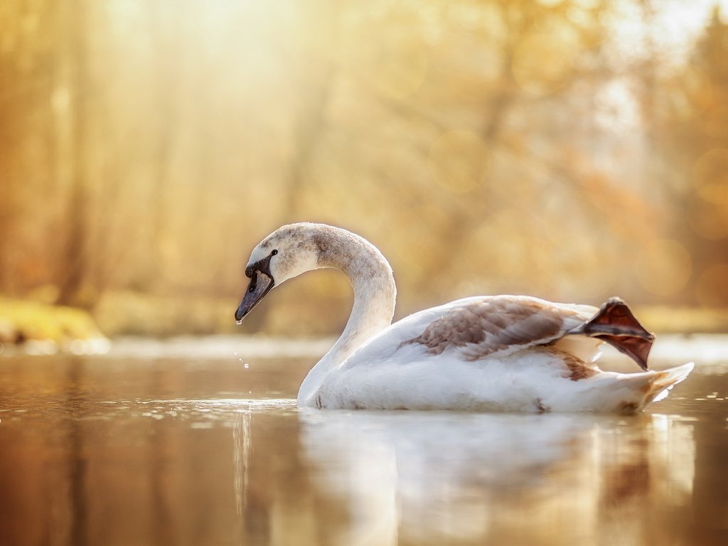 Обои озеро, природа, птица, лебедь, lake, nature, bird, swan разрешение 2048x1221 Загрузить