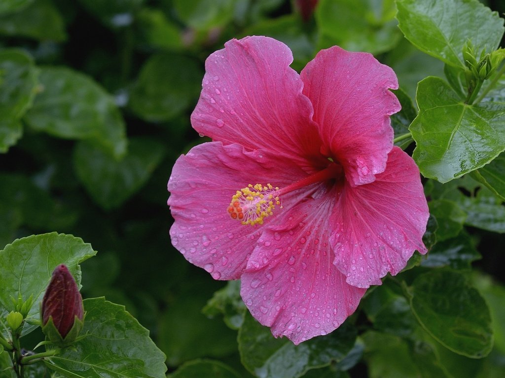 Обои макро, розовый, гибискус, macro, pink, hibiscus разрешение 2100x1400 Загрузить