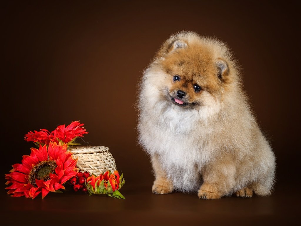 Обои цветы, щенок, шпиц, flowers, puppy, spitz разрешение 3000x1861 Загрузить