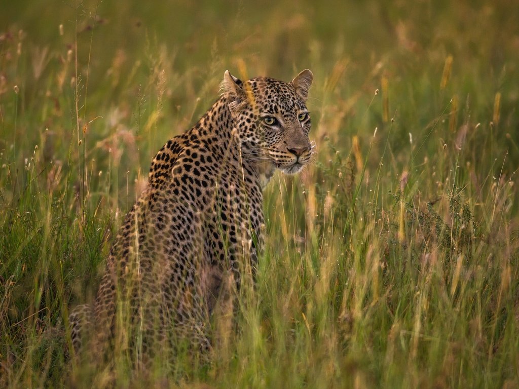 Обои кошка, леопард, саванна, cat, leopard, savannah разрешение 2048x1293 Загрузить