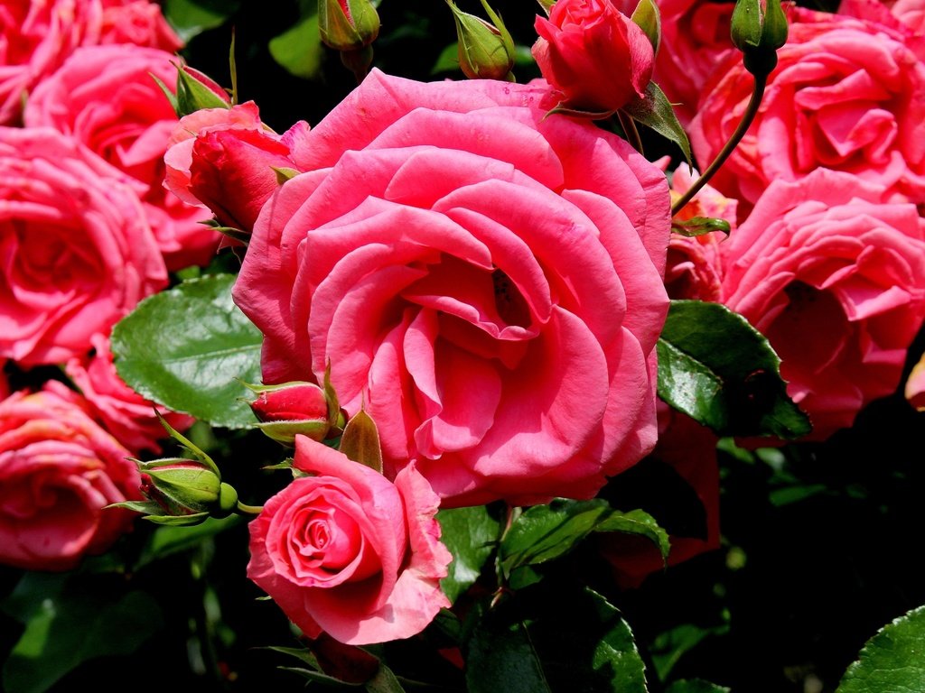 Обои цветы, бутоны, розы, лепестки, розовый, flowers, buds, roses, petals, pink разрешение 2400x1600 Загрузить