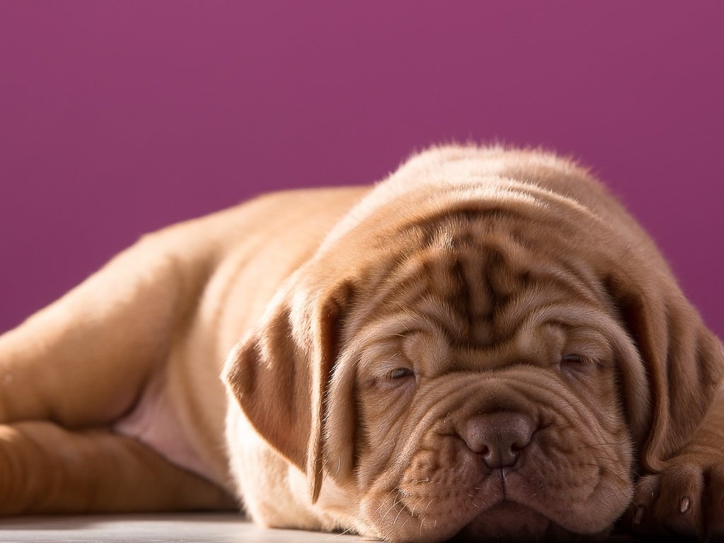 Обои щенок, милый, бордоский дог, puppy, cute, dogue de bordeaux разрешение 3000x1808 Загрузить