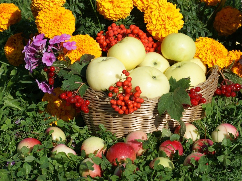 Обои цветы, яблоки, корзина, рябина, бархатцы, калина, флоксы, flowers, apples, basket, rowan, marigolds, kalina, phlox разрешение 3000x1953 Загрузить