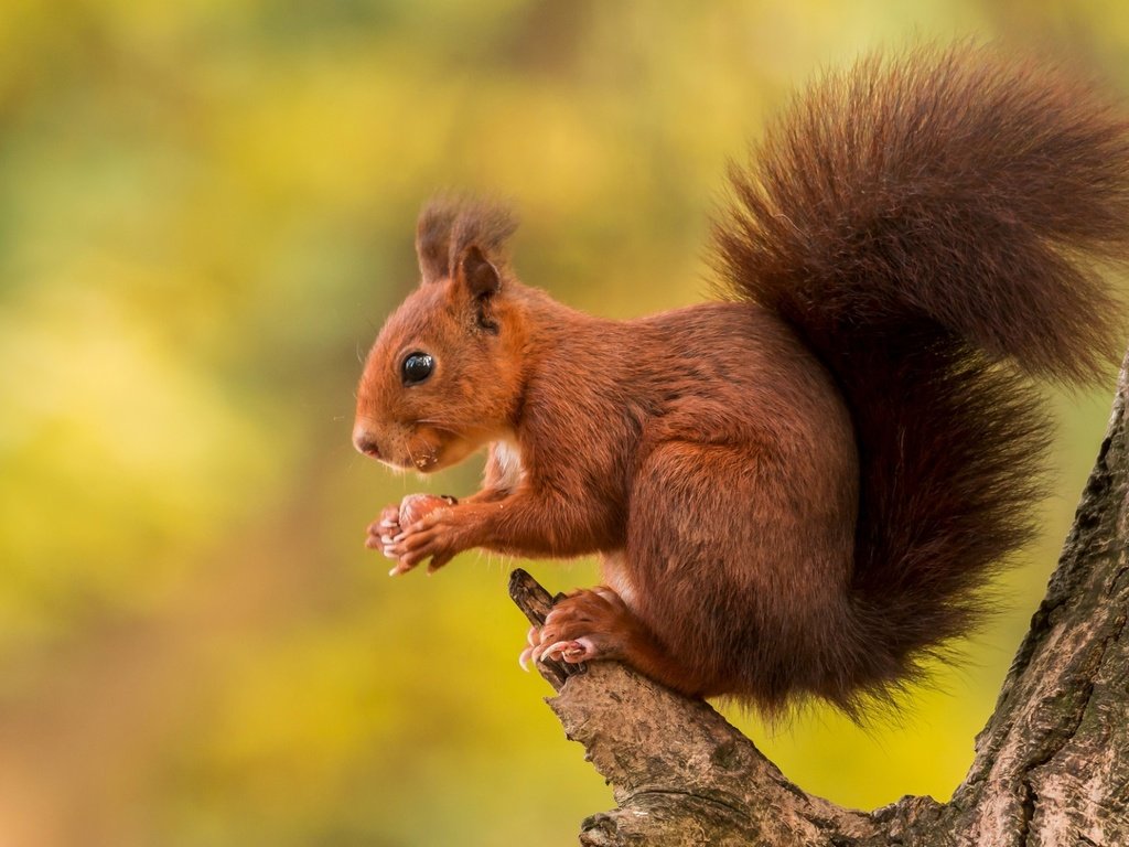 Обои дерево, белка, рыжий, зверек, хвост, грызун, tree, protein, red, animal, tail, rodent разрешение 1920x1190 Загрузить