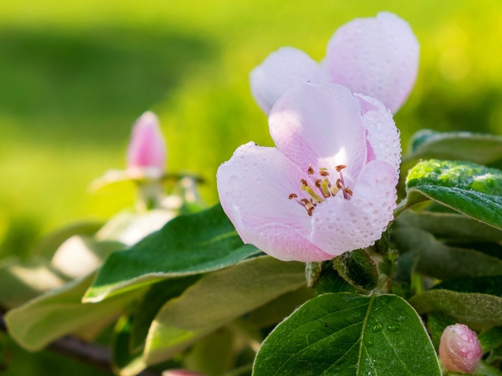 Обои макро, роса, весна, розовый, яблоня, macro, rosa, spring, pink, apple разрешение 1920x1238 Загрузить