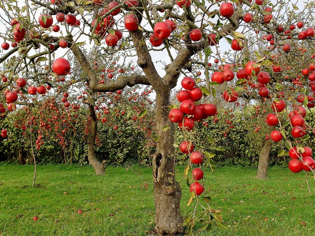 Обои яблоки, осень, сад, яблони, apples, autumn, garden, apple разрешение 2560x1600 Загрузить