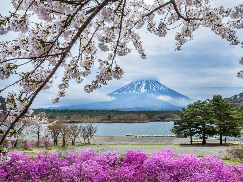 Обои цветы, гора, япония, весна, сакура, фудзияма, flowers, mountain, japan, spring, sakura, fuji разрешение 2048x1365 Загрузить