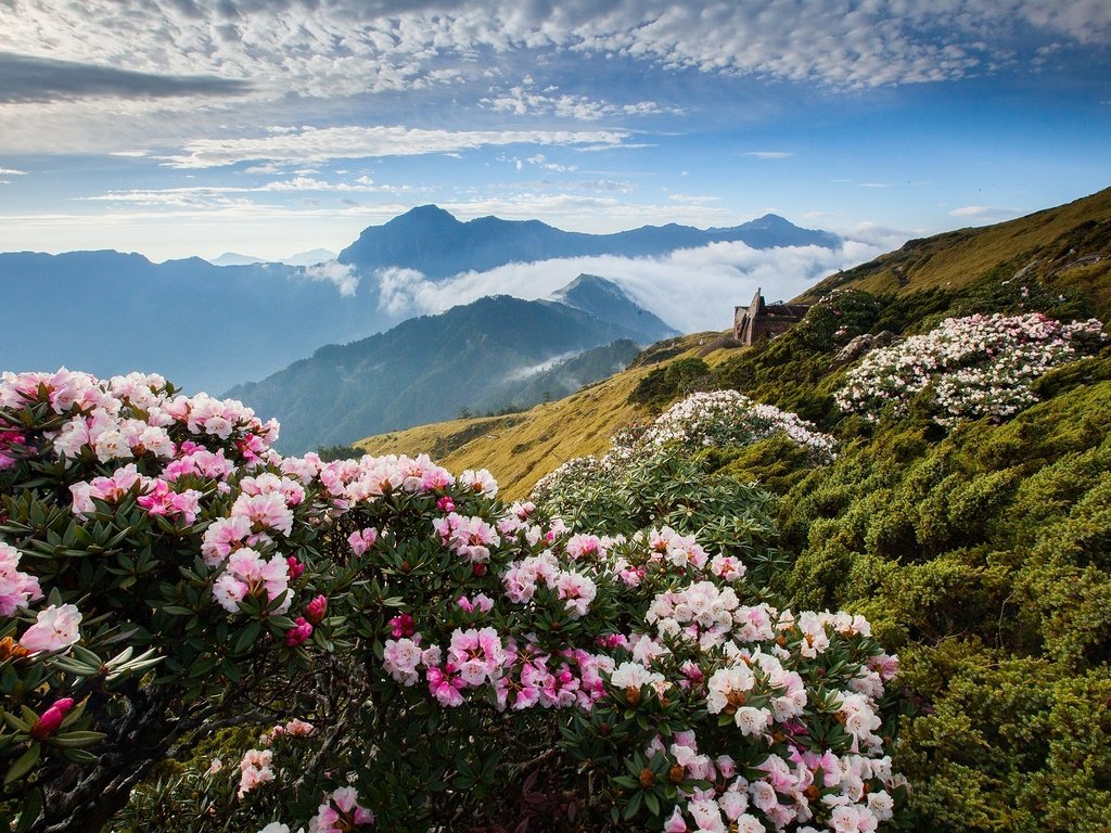 Обои цветы, облака, горы, азалия, рододендрон, flowers, clouds, mountains, azalea, rhododendron разрешение 1920x1280 Загрузить