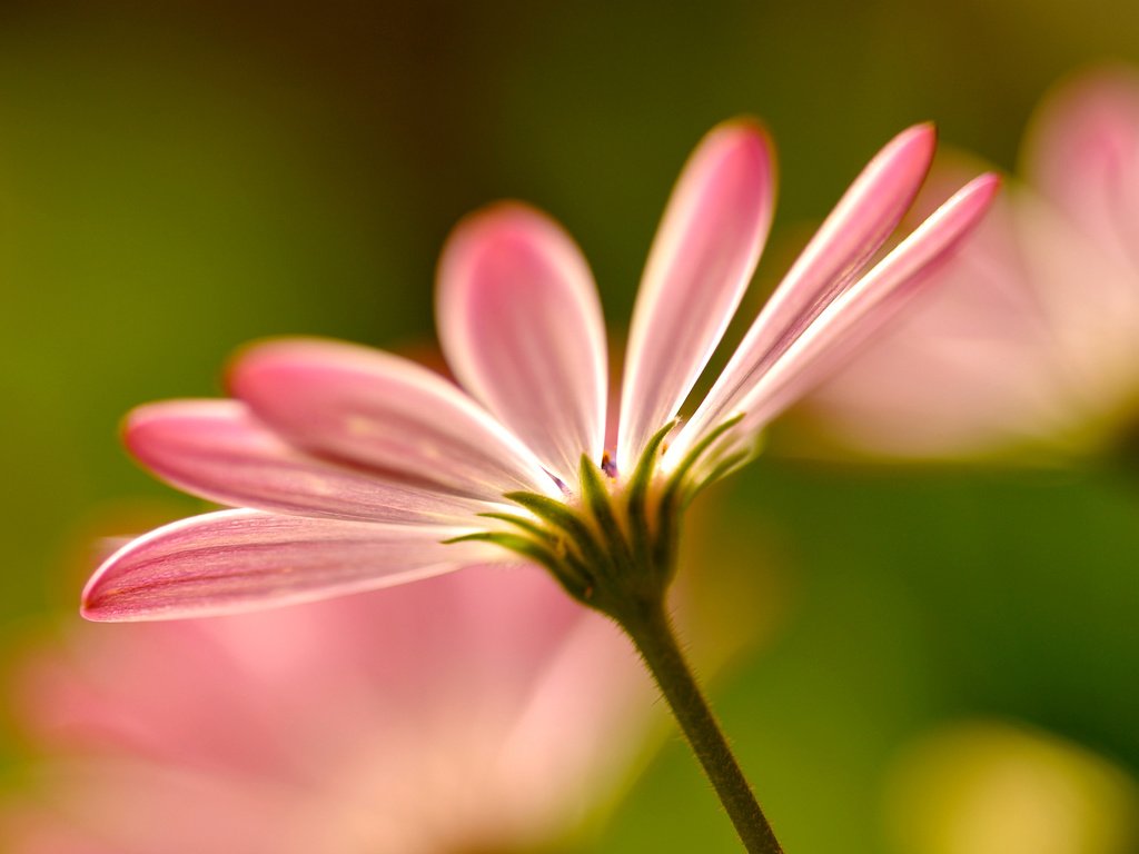 Обои цветы, макро, лепестки, размытость, розовые,  цветы, пинк, flowers, macro, petals, blur, pink разрешение 1920x1255 Загрузить