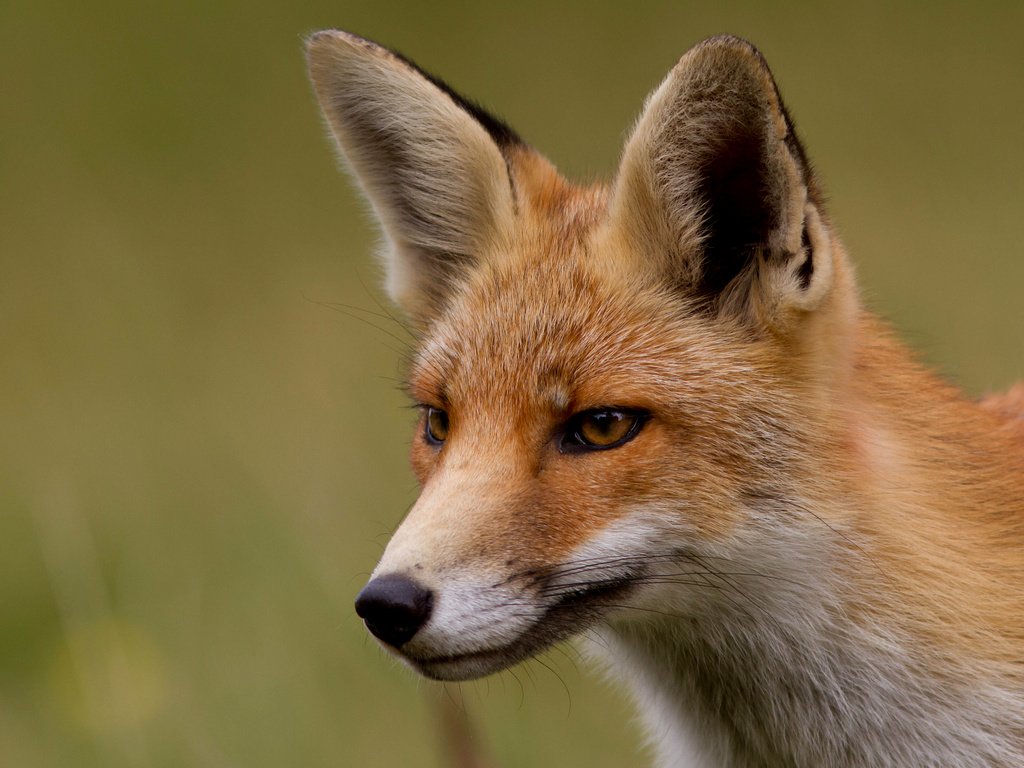Обои мордочка, взгляд, рыжая, лиса, лисица, лис, muzzle, look, red, fox разрешение 2048x1560 Загрузить