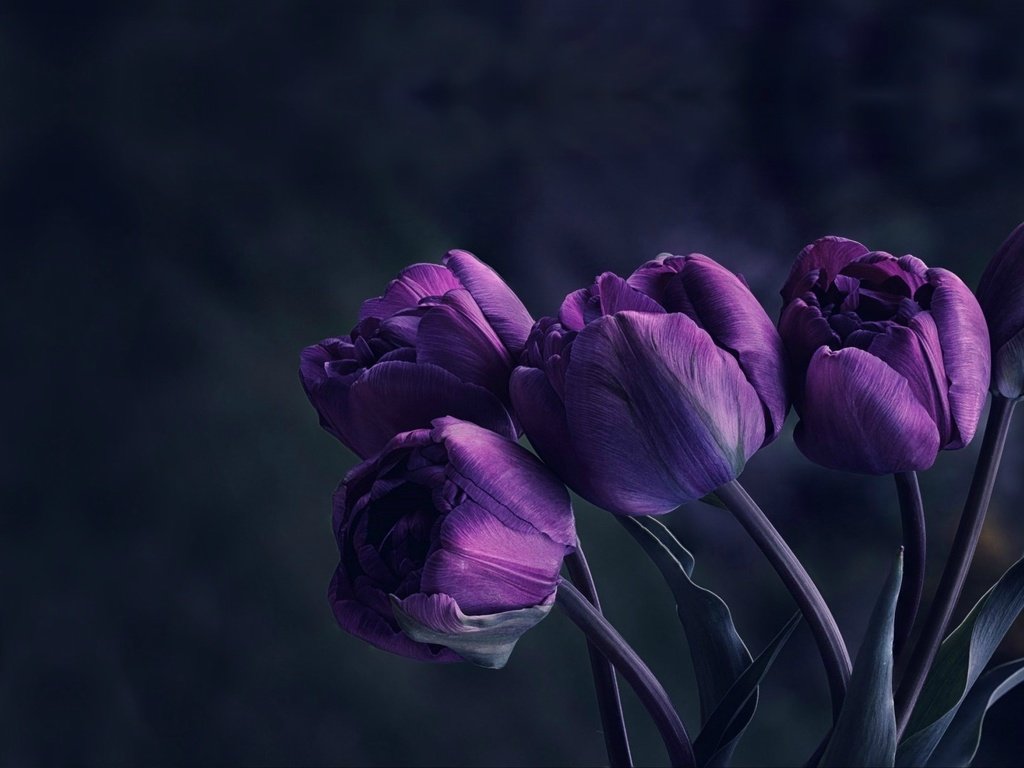 Обои цветы, бутоны, букет, тюльпаны, фиолетовые, flowers, buds, bouquet, tulips, purple разрешение 1950x1194 Загрузить