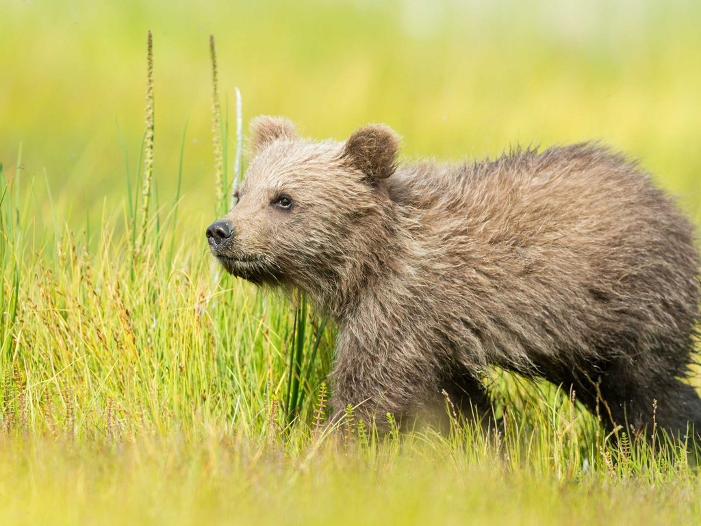 Обои трава, природа, медведь, медвежонок, бурый, grass, nature, bear, brown разрешение 2048x1363 Загрузить