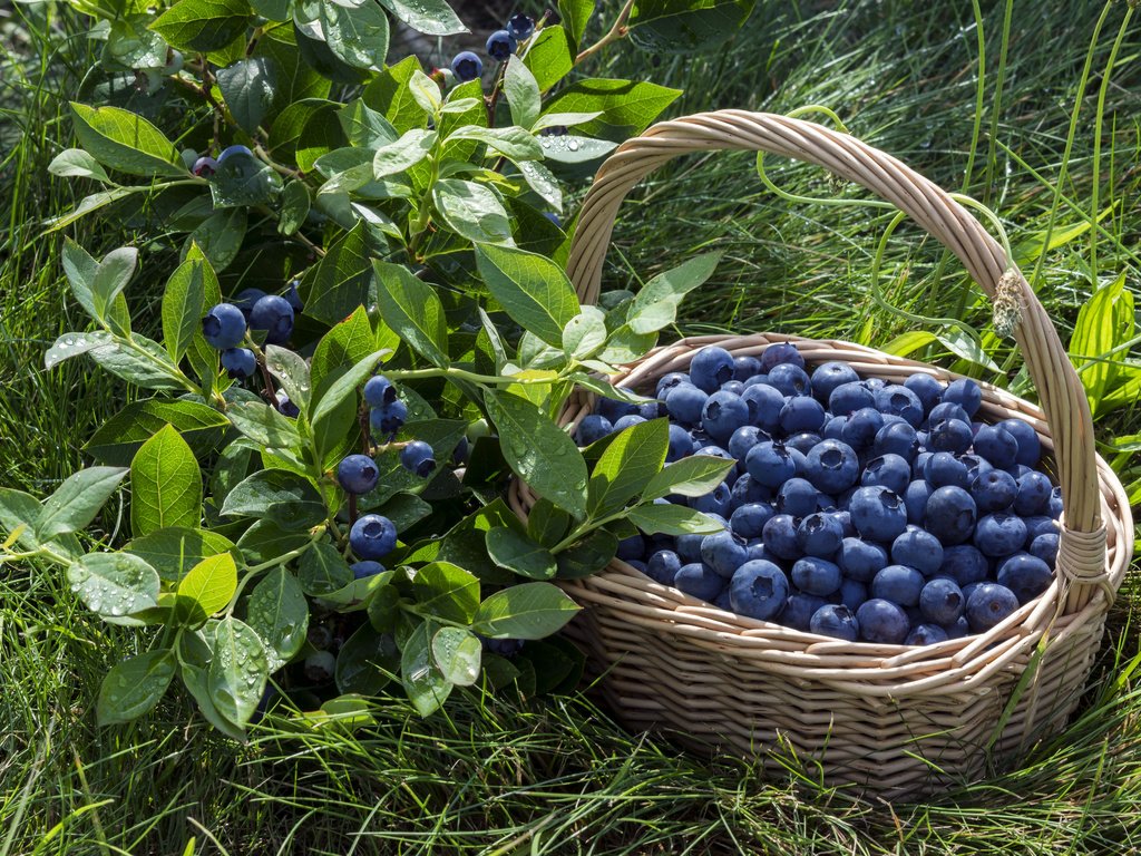 Обои корзина, ягоды, лесные ягоды, черника, парное, черничный, basket, berries, blueberries, fresh, blueberry разрешение 2880x1913 Загрузить