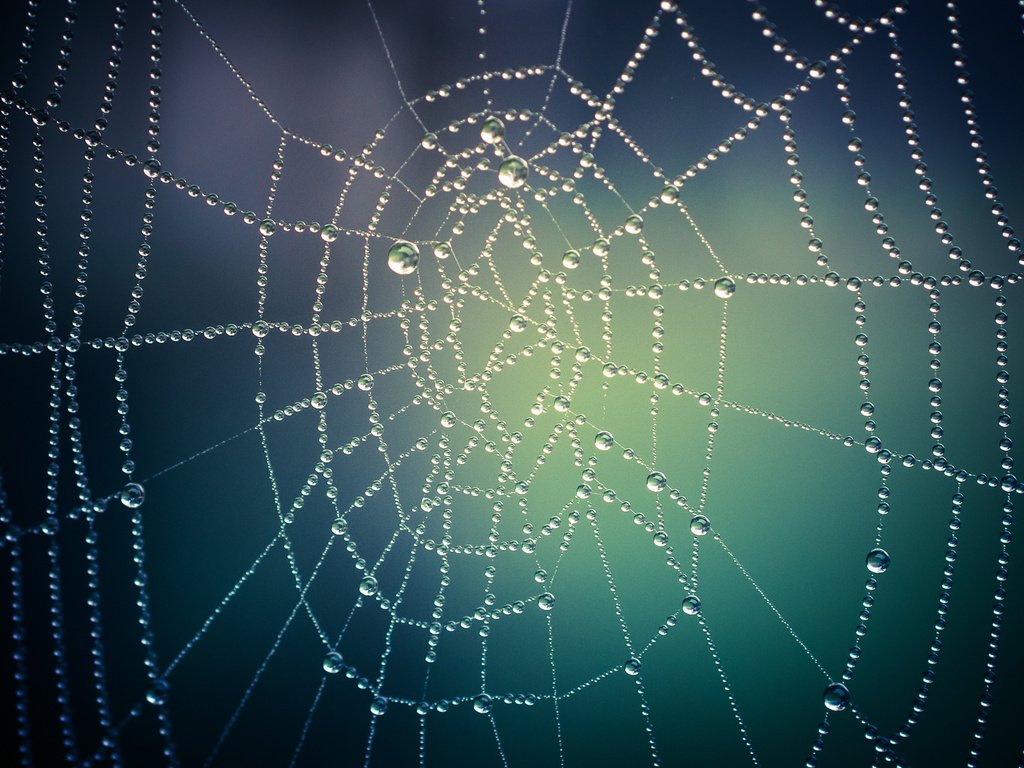 Обои макро, капли, паутина, macro, drops, web разрешение 1920x1200 Загрузить